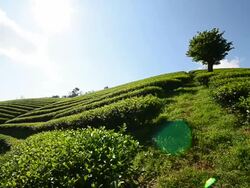 Tea Plantations &quot;Mae Salong&quot; Stock Footage