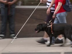 A blind person and companion walk with a seeing eye dog down the street Stock Footage