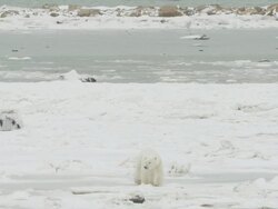 WS TD Polar bear walking through snowy icy landscape / Churchill, Manitoba, Canada Stock Footage