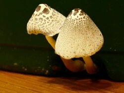 White mushrooms growing Stock Footage