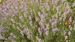 bees on the lavender flowers Stock Footage
