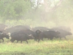 WS PAN Shot of Buffalo herd running and kicking up dust then pause to observe intently / Okavango Delta, North West District, Botswana Stock Footage
