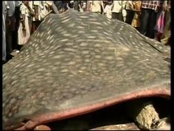 INDIA: 30 FOOT WHALE SHARK NETTED News Clip