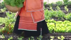 Tilt up to see African Organic Farm Owner Stock Footage