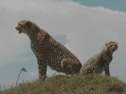 cheetah Stock Footage