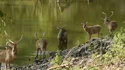 Wildlife in Thailand Stock Footage