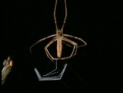 Net-casting Spider (Dinopis) - MS making silk net hanging, Australia Stock Footage