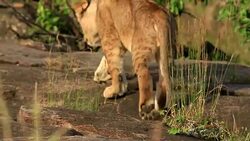 Lioness resting with cubs Stock Footage