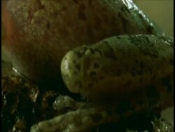 CU pan left across frog, side view, Western Ghats, India Stock Footage