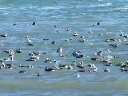 MS Shot of Long tailed ducks on ocean in winter / Brighton, Ontario, Canada Stock Footage