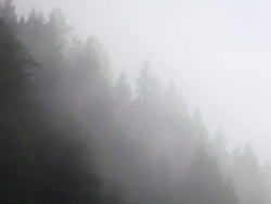 HD:Foggy Evergreen Tree Stock Footage