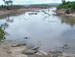 WS Several Crocodiles resting near water and several hippos further out resting in river / Kenya Stock Footage
