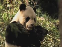 MS Shot of giant panda chewing on bamboo / Wenchuan, Sichuan Province, China Stock Footage