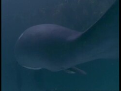 MS Underwater view of Manatee mother and calf swimming together, South America Stock Footage