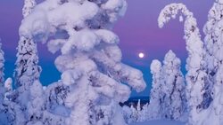 Taiga forest in winter Stock Footage