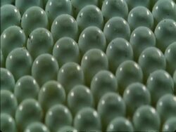 CU Caterpillar eggs on leaf, Botswana, Africa Stock Footage