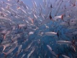 School of Baracuda Stock Footage
