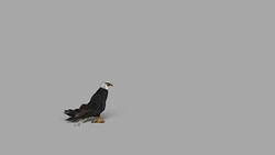 Landing Eagle with Alpha Channel (Loopable) Stock Footage
