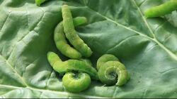 Green caterpillars on a leaf. Stock Footage