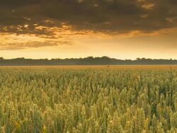 HD Motion Time-Lapse: Spring Wheat At Dawn Stock Footage