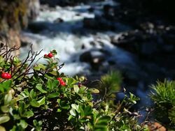 HD Cranberry in Front of Stream (Loopable) Stock Footage