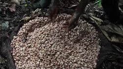 CLEAN : DR Congo: Cocoa farming replaces coffee in Beni area News Clip