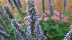Agastache rugosa blossoms - Stock image
Asia, China - East Asia, East Asia, Flowerbed, Formal Garde Stock Footage