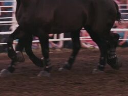 A cowboy rides a team of six black horses around a rodeo ring - slow motion. Stock Footage