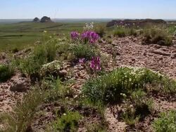 HD video Pawnee Buttes and national grasslands wildflowers Colorado Stock Footage