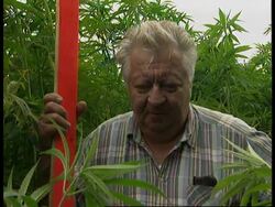 GERMANY: INCREASE IN PRODUCTION OF VERSATILE HEMP PLANT News Clip