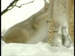 MS Lynx playing with dead squirrel joined by second lynx, Arctic Circle Stock Footage
