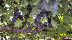 Rows of Ripe Grapevines Stock Footage