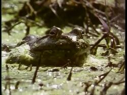 CU Bullfrog, Rana catesbeiana, crawling through algae, looks to camera, USA Stock Footage