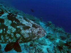 Grouper Fish And Tiriggerfish Stock Footage