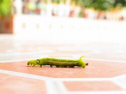 Caterpillar Crawling on the Floor Stock Footage