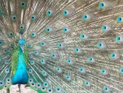 Peacock Stock Footage