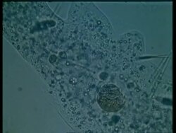 CU microscopic view of Amoeba moving Stock Footage