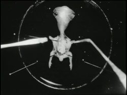 A French scientist removes the heart from a chicken embryo, freezes it in liquid nitrogen, and watches it beat again when thawed. News Clip