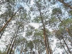top view : pine tree Stock Footage