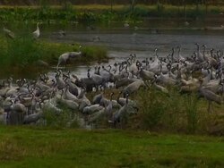 Common Crane (Grus grus) feeding, Hula Valley, Israel; With Audio Stock Footage