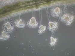Vorticella sp. living in in clusters on the root of Duckweed (Lemna sp.) in west Wales, each stalk is individually attached to the root surface. Stock Footage