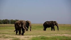 Elephants grazing at Amboseli Stock Footage