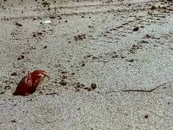crab in the sand in a hole in ecuadorian beach in montaÃ±ita Stock Footage