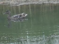 Two grey ducks - multi-format interlaced Stock Footage