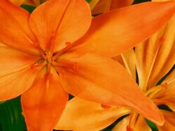 Lily flowers blooming Stock Footage