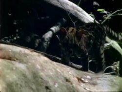 Margay (Leopardus wiedii), margay walks over stones towards camera Stock Footage