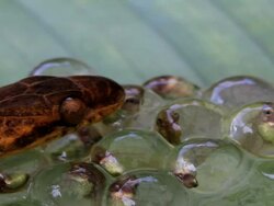 Close Up - Cat-eyed snake on a cluster of frog eggs / Costa Rica Stock Footage