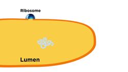 Eukaryotic Cells Part 1: Animal Cells and Endosymbiotic Theory Instructional Video