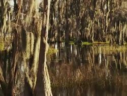 Cypress trees growing in swamp water and covered in Spanish moss. Stock Footage