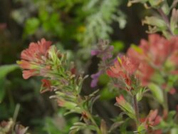 CU RF Shot of Wild flowers / Big Sur, California, United States Stock Footage